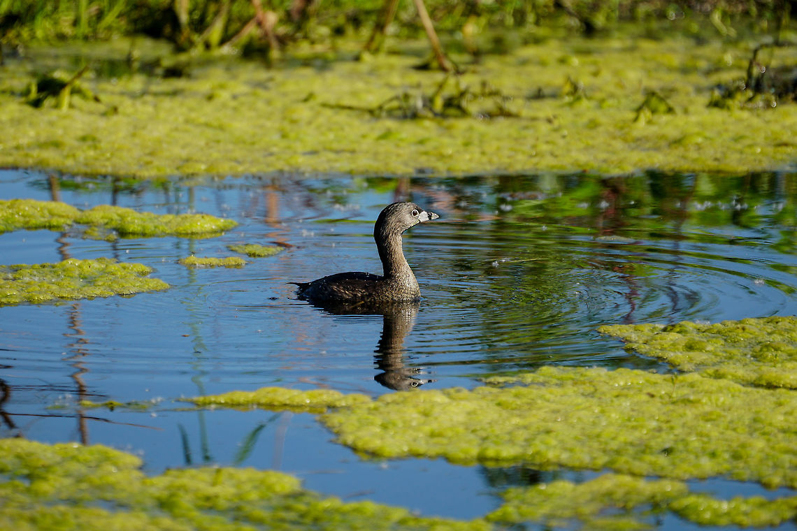 Pied-billed grebe (Podilymbus podiceps)  Animal,Bird,Circle B Bar Reserve,Florida,Geotagged,Grebe,Lakeland,Nature,Pied-billed grebe,Podicipedidae,Podicipediformes,Podilymbus,Podilymbus podiceps,Polk County,United States,United States of America,Vertebrate,Winter