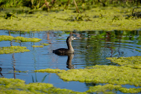 Pied-billed grebe (Podilymbus podiceps)  Animal,Bird,Circle B Bar Reserve,Florida,Geotagged,Grebe,Lakeland,Nature,Pied-billed grebe,Podicipedidae,Podicipediformes,Podilymbus,Podilymbus podiceps,Polk County,United States,United States of America,Vertebrate,Winter