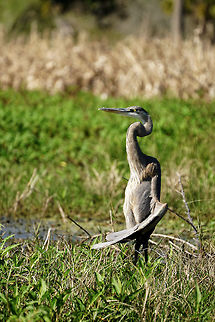 Sunning Great Blue Heron (Ardea herodias)  Animal,Ardea,Ardea herodias,Ardeidae,Bird,Circle B Bar Reserve,Florida,Geotagged,Great Blue Heron,Great blue heron,Heron,Lakeland,Nature,Pelecaniformes,Polk County,Sunning,United States,United States of America,Vertebrate,Winter
