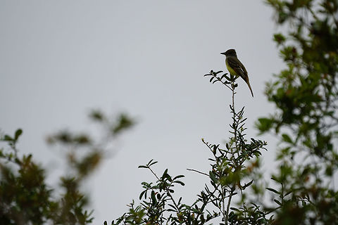 Great crested flycatcher (Myiarchus crinitus)  Animal,Bird,Florida,Geotagged,Great Crested Flycatcher,Great crested flycatcher,Myiarchus,Myiarchus crinitus,Nature,Orlando,Passeriformes,Perching Bird,Spring,Tibet-Butler Nature Preserve,Tyranni,Tyrannidae,Tyrant flycatcher,United States,United States of America,Vertebrate