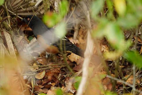 Eastern Towhee (Pipilo erythrophthalmus)  Animal,Bird,Eastern Towhee,Florida,Geotagged,Nature,New World Sparrow,Orlando,Passerellidae,Passeri,Passeriformes,Perching Bird,Pipilo,Pipilo erythrophthalmus,Songbird,Spring,Tibet-Butler Nature Preserve,United States,United States of America,Vertebrate
