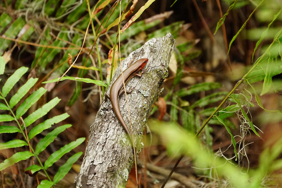 Southeastern five-lined skink (Plestiodon inexpectatus)  Animal,Florida,Geotagged,Lizard,Nature,Orlando,Plestiodon,Plestiodon inexpectatus,Reptile,Scaled Reptile,Scincidae,Skink,Southeastern five-lined skink,Spring,Squamata,Tibet-Butler Nature Preserve,United States,United States of America,Vertebrate