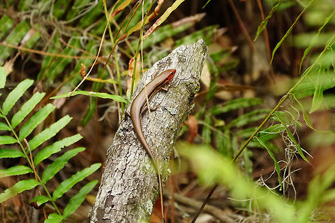 Southeastern five-lined skink