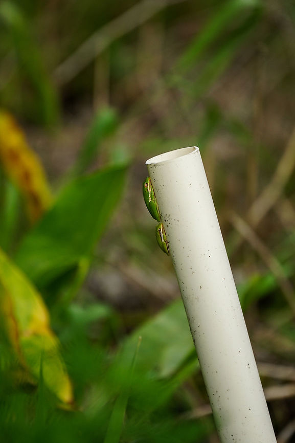 American Green Tree Frogs (Hyla cinerea)  American green tree frog,Amphibian,Animal,Anura,Circle B Bar Reserve,Florida,Frog,Geotagged,Hyla,Hyla cinerea,Hylidae,Lakeland,Nature,Polk County,Spring,United States,United States of America,Vertebrate
