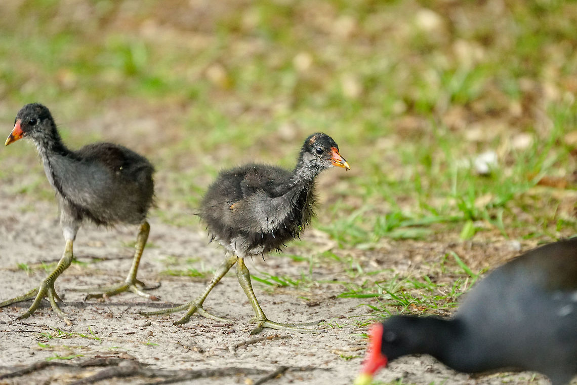 Young Common Gallinule (Gallinula galeata)  Animal,Bird,Circle B Bar Reserve,Common gallinule,Florida,Gallinula,Gallinula galeata,Geotagged,Gruiformes,Lakeland,Moorhen,Nature,Polk County,Rallidae,Spring,United States,United States of America,Vertebrate,juvenile