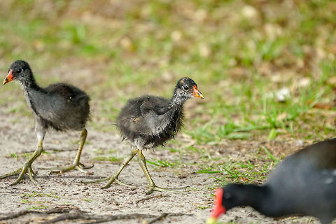 Young Common Gallinule (Gallinula galeata)  Animal,Bird,Circle B Bar Reserve,Common gallinule,Florida,Gallinula,Gallinula galeata,Geotagged,Gruiformes,Lakeland,Moorhen,Nature,Polk County,Rallidae,Spring,United States,United States of America,Vertebrate,juvenile