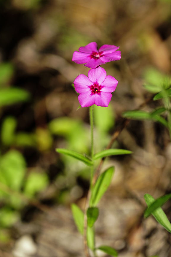 Phlox drummondii  Angiospermae,Annual Phlox,Ericales,Florida,Flowering Plant,Gainesville,Geotagged,Nature,Paynes Praire,Phlox,Phlox drummondii,Plant,Polemoniaceae,Spring,United States,United States of America
