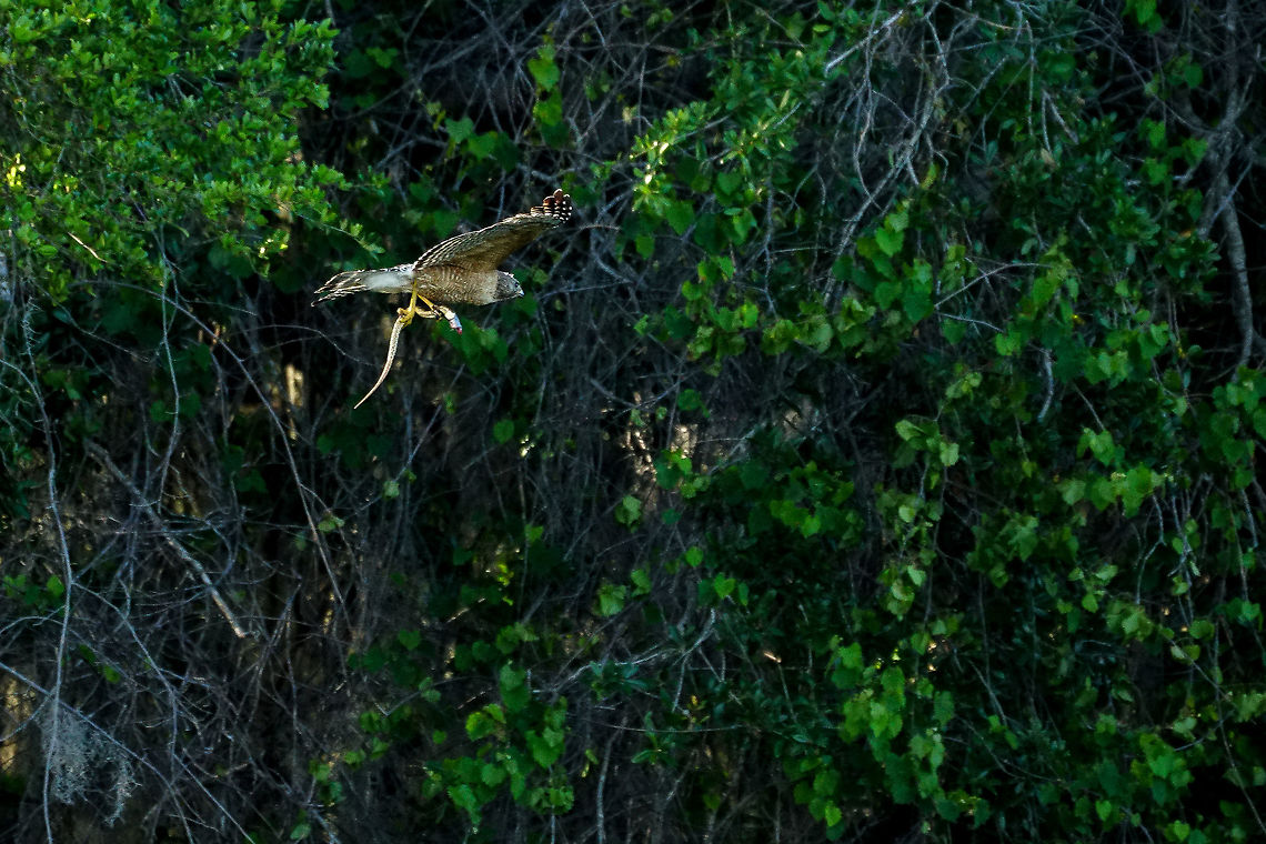 Red-shouldered Hawk carrying a snake  Accipitridae,Accipitriformes,Animal,Bird,Buteo,Buteo lineatus,Florida,Gainesville,Geotagged,Hawk,Nature,Paynes Praire,Red-shouldered Hawk,Spring,United States,United States of America,invertebrate