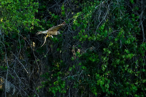 Red-shouldered Hawk carrying a snake  Accipitridae,Accipitriformes,Animal,Bird,Buteo,Buteo lineatus,Florida,Gainesville,Geotagged,Hawk,Nature,Paynes Praire,Red-shouldered Hawk,Spring,United States,United States of America,invertebrate