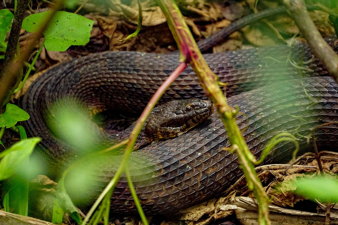 Brown Water Snake (Nerodia taxispilota)  Animal,Brown water snake,Colubridae,Florida,Geotagged,Lake Apopka,Nature,Nerodia,Nerodia taxispilota,Oakland Nature Preserve,Orlando,Reptile,Scaled Reptile,Serpentes,Snake,Spring,Squamata,United States,United States of America,Vertebrate