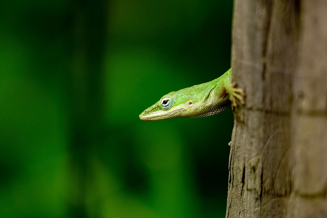 Green anole (Anolis carolinensis)  Animal,Anole,Anolis,Anolis carolinensis,Carolina Anole,Carolina anole,Dactyloidae,Florida,Geotagged,Green Anole,Lake Apopka,Lizard,Nature,Oakland Nature Preserve,Orlando,Reptile,Scaled Reptile,Squamata,United States,United States of America