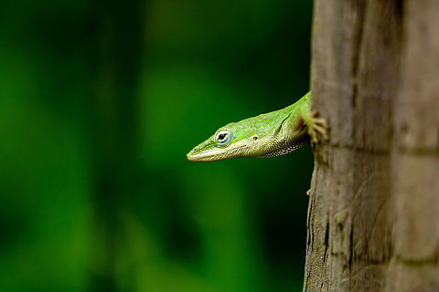 Green anole (Anolis carolinensis)  Animal,Anole,Anolis,Anolis carolinensis,Carolina Anole,Carolina anole,Dactyloidae,Florida,Geotagged,Green Anole,Lake Apopka,Lizard,Nature,Oakland Nature Preserve,Orlando,Reptile,Scaled Reptile,Squamata,United States,United States of America