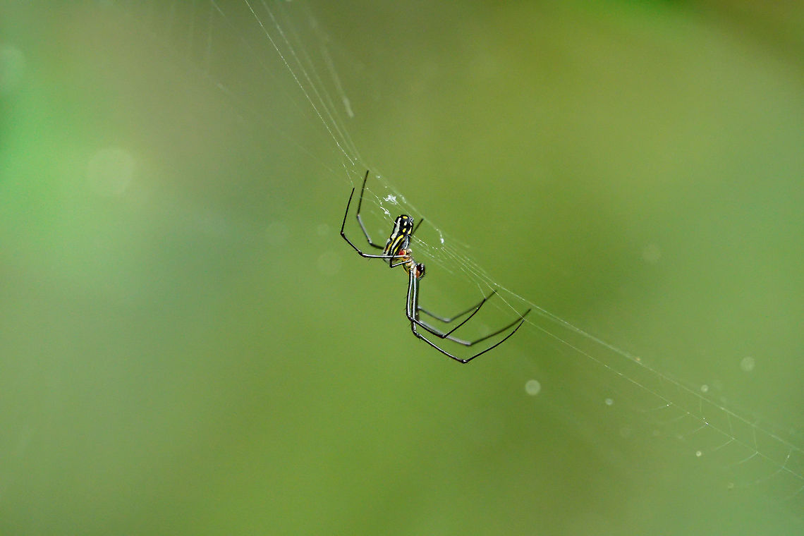 Orchard Spider (Leucauge venusta)  Animal,Arachnid,Araneae,Arthropod,Florida,Geotagged,Lake Apopka,Leucauge,Leucauge venusta,Long-jawed orb weaver,Nature,Oakland Nature Preserve,Orchard spider,Orlando,Spider,Spring,Tetragnathidae,United States,United States of America