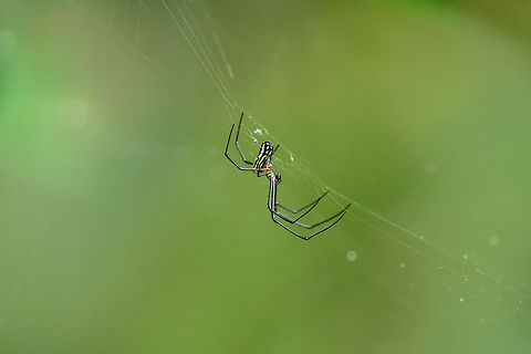 Orchard Spider (Leucauge venusta)  Animal,Arachnid,Araneae,Arthropod,Florida,Geotagged,Lake Apopka,Leucauge,Leucauge venusta,Long-jawed orb weaver,Nature,Oakland Nature Preserve,Orchard spider,Orlando,Spider,Spring,Tetragnathidae,United States,United States of America
