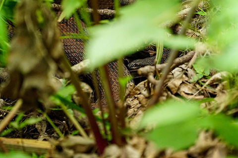 Brown Water Snake (Nerodia taxispilota)  Animal,Brown water snake,Colubridae,Florida,Geotagged,Lake Apopka,Nature,Nerodia,Nerodia taxispilota,Oakland Nature Preserve,Orlando,Reptile,Scaled Reptile,Serpentes,Snake,Spring,Squamata,United States,United States of America,Vertebrate