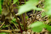 Brown Water Snake (Nerodia taxispilota)  Animal,Brown water snake,Colubridae,Florida,Geotagged,Lake Apopka,Nature,Nerodia,Nerodia taxispilota,Oakland Nature Preserve,Orlando,Reptile,Scaled Reptile,Serpentes,Snake,Spring,Squamata,United States,United States of America,Vertebrate
