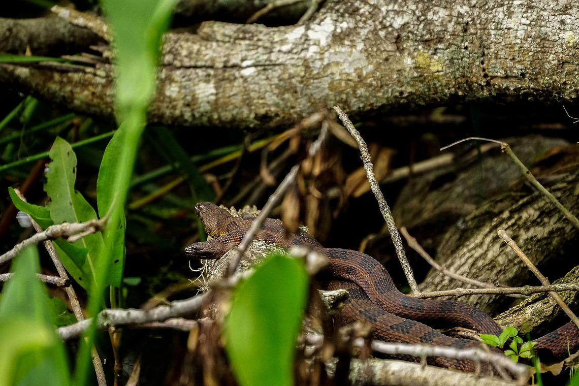 Brown Water Snake (Nerodia taxispilota)  Animal,Brown water snake,Colubridae,Florida,Geotagged,Lake Apopka,Nature,Nerodia,Nerodia taxispilota,Oakland Nature Preserve,Orlando,Reptile,Scaled Reptile,Serpentes,Snake,Spring,Squamata,United States,United States of America,Vertebrate