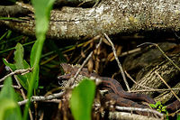 Brown Water Snake (Nerodia taxispilota)  Animal,Brown water snake,Colubridae,Florida,Geotagged,Lake Apopka,Nature,Nerodia,Nerodia taxispilota,Oakland Nature Preserve,Orlando,Reptile,Scaled Reptile,Serpentes,Snake,Spring,Squamata,United States,United States of America,Vertebrate
