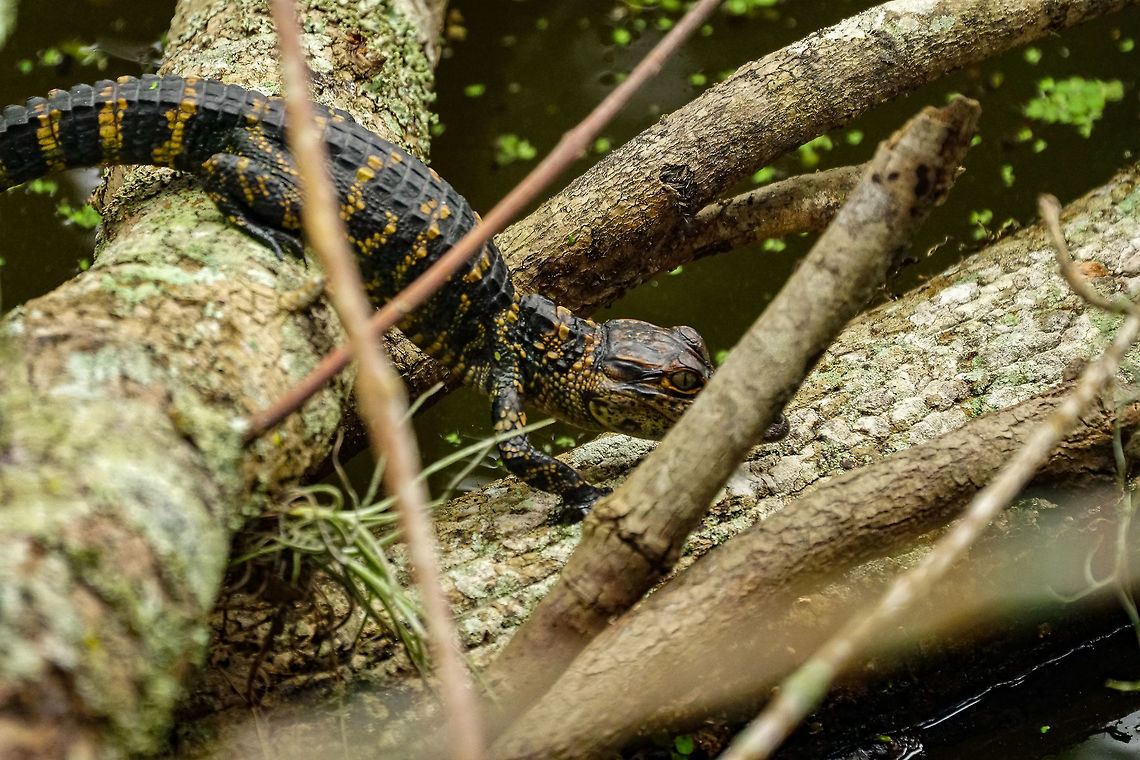 Juvenile American Alligator (Alligator mississippiensis) Crawling off their sunning perch on the way to dive back into the water Alligator,Alligator mississippiensis,Alligatoridae,American Alligator,Animal,Crocodilia,Florida,Geotagged,Lake Apopka,Nature,Oakland Nature Preserve,Orlando,Reptile,Spring,United States,United States of America,Vertebrate,juvenile