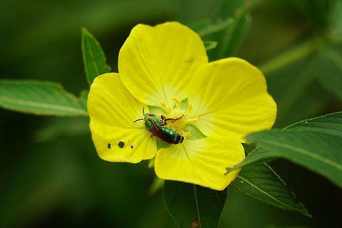 Brown-winged Striped Sweat Bee (Agapostemon splendens)  Agapostemon,Agapostemon splendens,Animal,Anthophila,Apocrita,Arthropod,Bee,Brown-winged Striped-Sweat bee,Florida,Geotagged,Halictidae,Halictini,Hymenoptera,Insect,Lake Apopka,Nature,Oakland Nature Preserve,Orlando,Sweat bee,United States