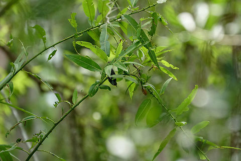 Northern Parula (Setophaga americana)  Animal,Bird,Florida,Geotagged,Nature,New World Warbler,Northern parula,Orlando,Parulidae,Passeri,Passeriformes,Perching Bird,Setophaga,Setophaga americana,Shingle Creek,Songbird,Spring,United States,United States of America,Vertebrate