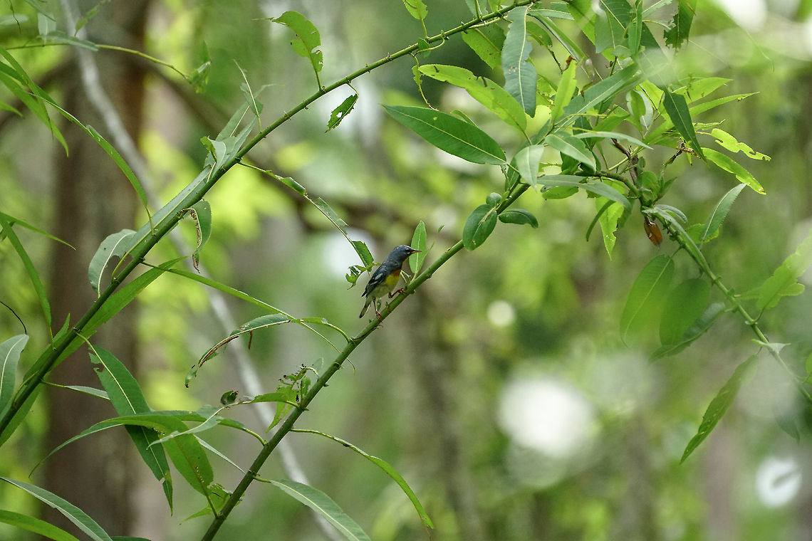 Northern Parula (Setophaga americana)  Animal,Bird,Florida,Geotagged,Nature,New World Warbler,Northern parula,Orlando,Parulidae,Passeri,Passeriformes,Perching Bird,Setophaga,Setophaga americana,Shingle Creek,Songbird,Spring,United States,United States of America,Vertebrate