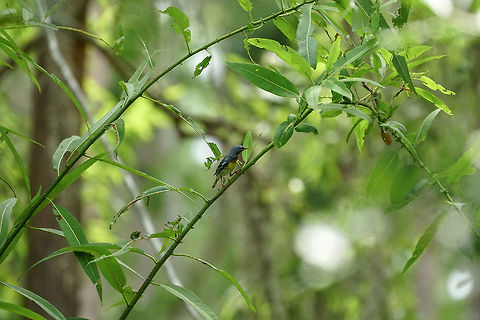 Northern Parula (Setophaga americana)  Animal,Bird,Florida,Geotagged,Nature,New World Warbler,Northern parula,Orlando,Parulidae,Passeri,Passeriformes,Perching Bird,Setophaga,Setophaga americana,Shingle Creek,Songbird,Spring,United States,United States of America,Vertebrate