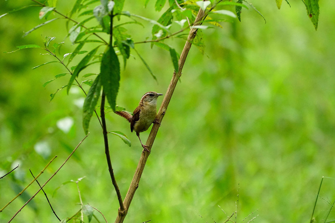 Carolina Wren (Thryothorus ludovicianus)  Animal,Bird,Carolina Wren,Circle B Bar Reserve,Florida,Geotagged,Lakeland,Nature,Passeri,Passeriformes,Perching Bird,Polk County,Songbird,Summer,Thryothorus,Thryothorus ludovicianus,Troglodytidae,United States,United States of America,Vertebrate