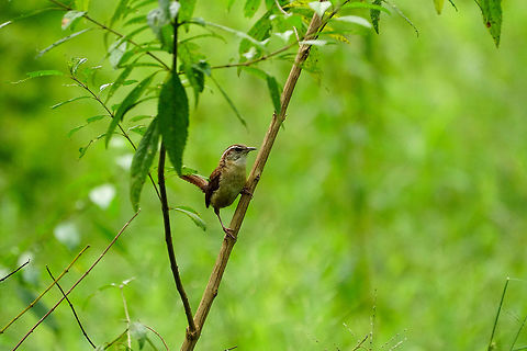 Carolina Wren (Thryothorus ludovicianus)  Animal,Bird,Carolina Wren,Circle B Bar Reserve,Florida,Geotagged,Lakeland,Nature,Passeri,Passeriformes,Perching Bird,Polk County,Songbird,Summer,Thryothorus,Thryothorus ludovicianus,Troglodytidae,United States,United States of America,Vertebrate