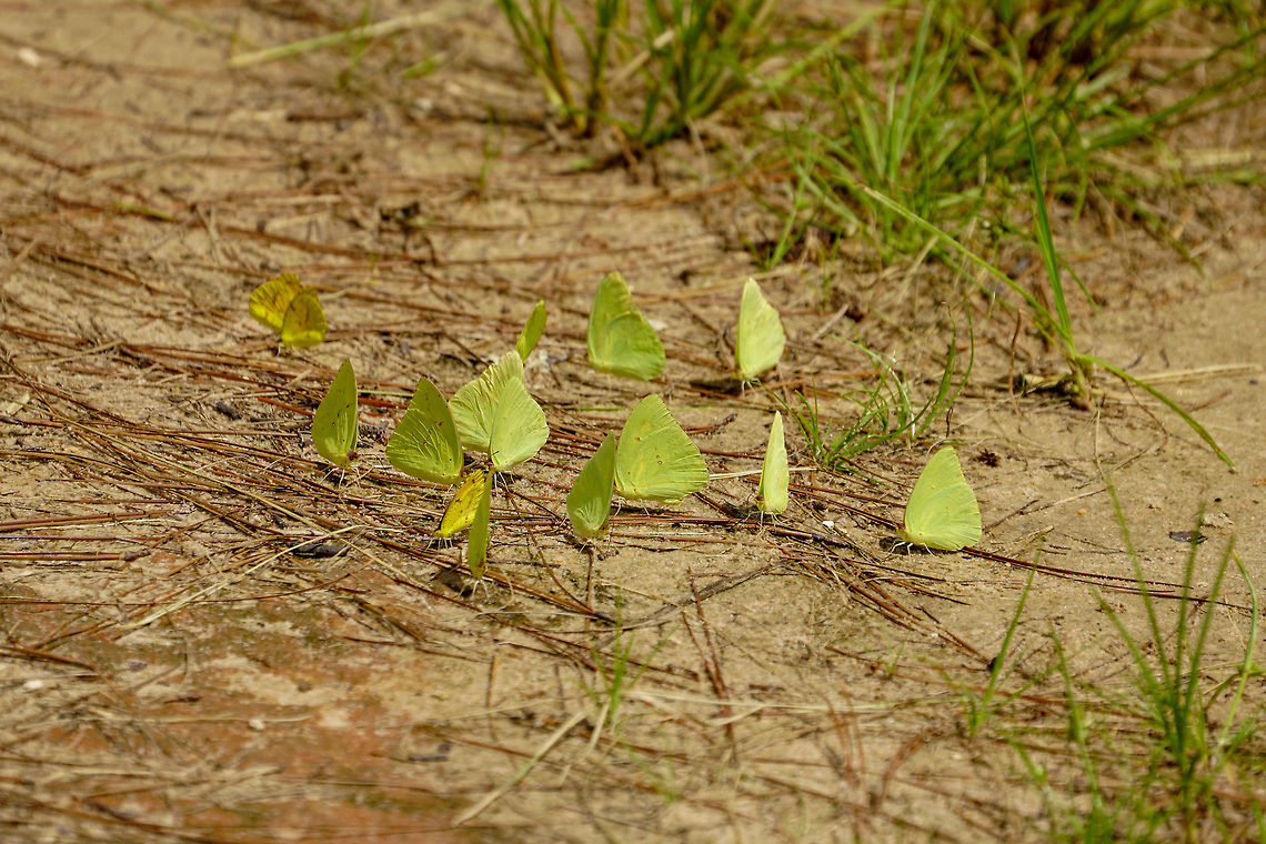 Cloudless Sulphur (Phoebis sennae)  Animal,Arthropod,Butterfly,Cloudless sulphur,Florida,Geotagged,Hilochee WMA Osprey Unit,Insect,Lakeland,Lepidoptera,Nature,Phoebis,Phoebis sennae,Pieridae,Polk County,Summer,United States,United States of America