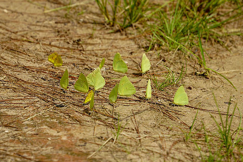Cloudless Sulphur (Phoebis sennae)  Animal,Arthropod,Butterfly,Cloudless sulphur,Florida,Geotagged,Hilochee WMA Osprey Unit,Insect,Lakeland,Lepidoptera,Nature,Phoebis,Phoebis sennae,Pieridae,Polk County,Summer,United States,United States of America