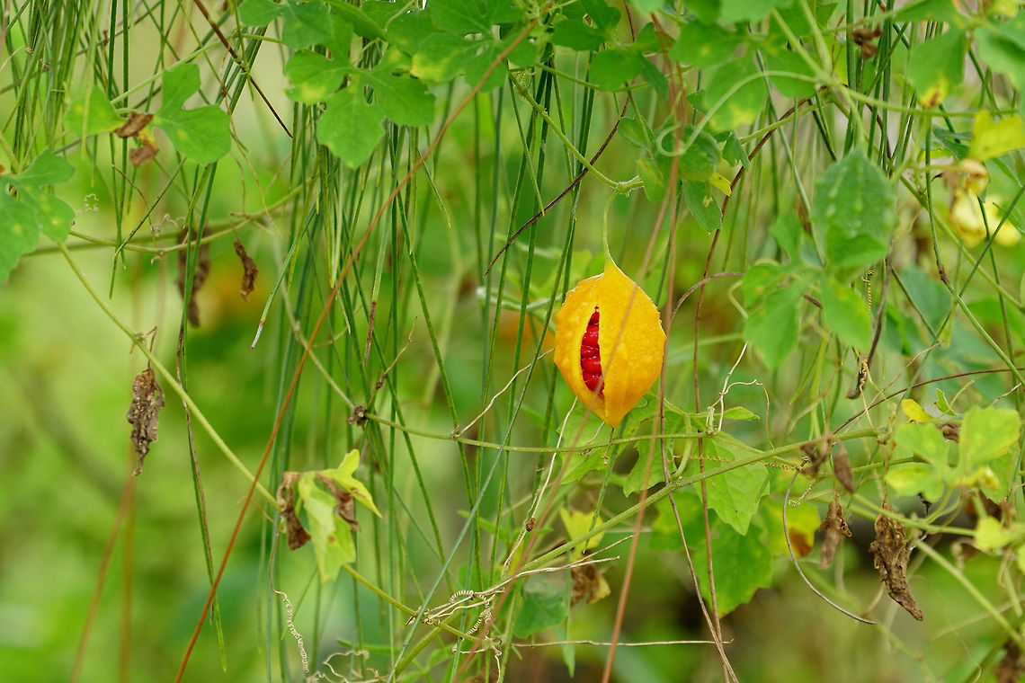 Balsam Apple (Momordica balsamina)  Angiospermae,Balsam apple,Cucurbitaceae,Cucurbitales,Florida,Flowering Plant,Geotagged,Hilochee WMA Osprey Unit,Lakeland,Momordica,Momordica balsamina,Nature,Plant,Polk County,Summer,United States,United States of America