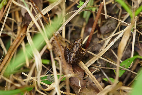 Southern cricket frog (Acris gryllus)  Acris,Acris gryllus,Amphibian,Animal,Anura,Cricket frog,Florida,Frog,Geotagged,Hilochee WMA Osprey Unit,Hylidae,Lakeland,Nature,Polk County,Southern cricket frog,Summer,United States,United States of America,Vertebrate