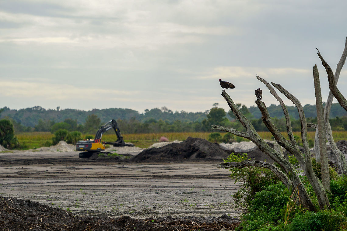 Vultures overlooking de-mucking Looks like humans destroying the environment by clearing out wetlands.... but is actually humans helping the environment by temporarily clearing out wetlands so it can continue to work as a natural filter to remove phosphorus from wastewater.<br />
<a href="http://www.cityoforlando.net/wetlands/wetlands-renovation/" rel="nofollow">http://www.cityoforlando.net/wetlands/wetlands-renovation/</a> Cathartes aura,Fall,Geotagged,Turkey Vulture,United States