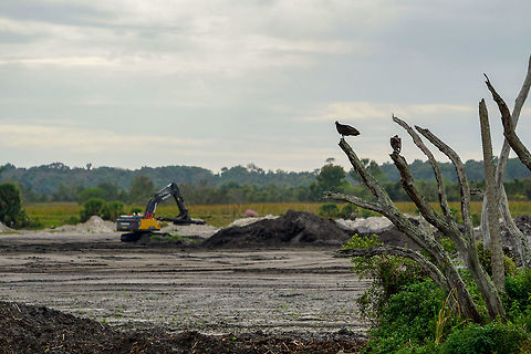 Vultures overlooking de-mucking Looks like humans destroying the environment by clearing out wetlands.... but is actually humans helping the environment by temporarily clearing out wetlands so it can continue to work as a natural filter to remove phosphorus from wastewater.
http://www.cityoforlando.net/wetlands/wetlands-renovation/ Cathartes aura,Fall,Geotagged,Turkey Vulture,United States