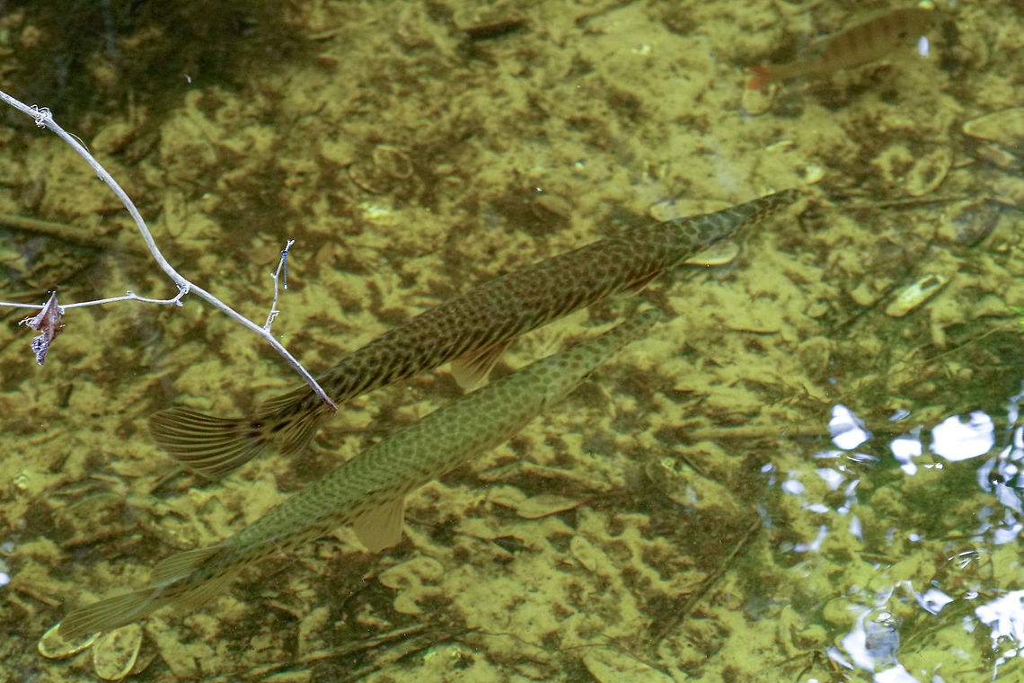 Florida Gar (Lepisosteus platyrhincus)  Actinopterygii,Animal,Fall,Fish,Florida,Florida gar,Gar,Geotagged,Lepisosteidae,Lepisosteiformes,Lepisosteus,Lepisosteus platyrhincus,Nature,Orlando,Orlando Wetlands Park,Ray-Finned Fish,United States,United States of America,Vertebrate