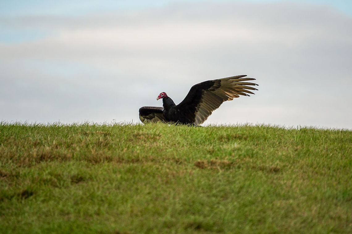Turkey Vulture (Cathartes aura)  Animal,Bird,Cathartes,Cathartes aura,Cathartidae,Cathartiformes,Fall,Florida,Geotagged,Nature,New World Vulture,Orlando,Orlando Wetlands Park,Turkey Vulture,United States,United States of America,Vertebrate