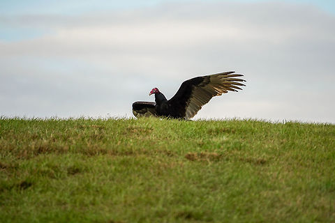 Turkey Vulture (Cathartes aura)  Animal,Bird,Cathartes,Cathartes aura,Cathartidae,Cathartiformes,Fall,Florida,Geotagged,Nature,New World Vulture,Orlando,Orlando Wetlands Park,Turkey Vulture,United States,United States of America,Vertebrate