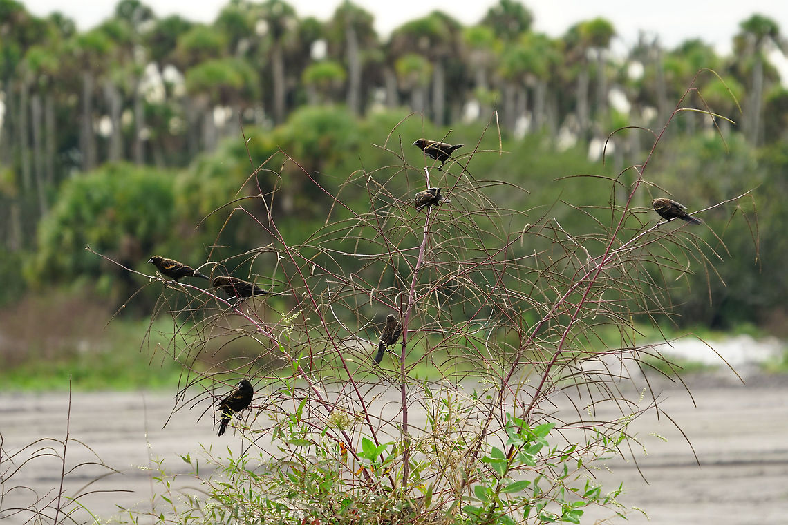 Red-winged blackbirds (Agelaius phoeniceus)  Agelaius,Agelaius phoeniceus,Animal,Bird,Fall,Florida,Geotagged,Icteridae,Nature,Orlando,Orlando Wetlands Park,Passeri,Passeriformes,Perching Bird,Red-winged Blackbird,Red-winged blackbird,Songbird,United States,United States of America,Vertebrate