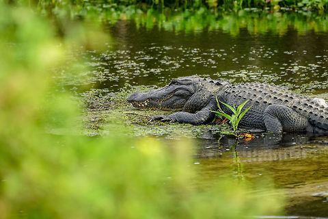 Smiley (American Alligator; Alligator mississippiensis)  Alligator,Alligator mississippiensis,Alligatoridae,American Alligator,Animal,Crocodilia,Fall,Florida,Geotagged,Nature,Orlando,Orlando Wetlands Park,Reptile,United States,United States of America,Vertebrate