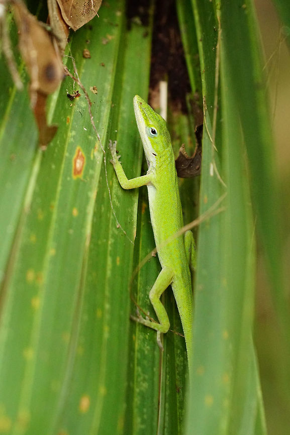 Green Anole (Anolis carolinensis)  Animal,Anole,Anolis,Anolis carolinensis,Carolina Anole,Carolina anole,Dactyloidae,Fall,Florida,Geotagged,Green Anole,Lizard,Nature,Orlando,Orlando Wetlands Park,Reptile,Scaled Reptile,Squamata,United States,United States of America