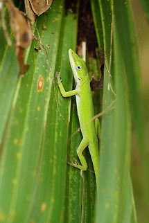 Green Anole (Anolis carolinensis)  Animal,Anole,Anolis,Anolis carolinensis,Carolina Anole,Carolina anole,Dactyloidae,Fall,Florida,Geotagged,Green Anole,Lizard,Nature,Orlando,Orlando Wetlands Park,Reptile,Scaled Reptile,Squamata,United States,United States of America