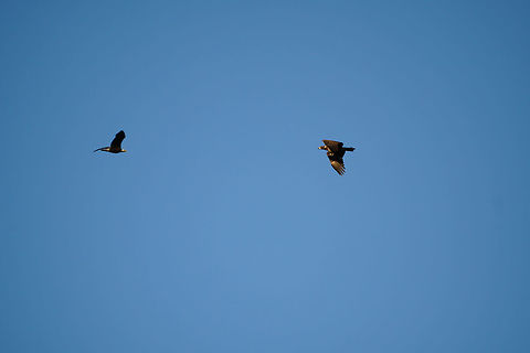 Juvenile and adult Bald Eagles (Haliaeetus leucocephalus)  Accipitridae,Accipitriformes,Animal,Bald Eagle,Bird,Eagle,Fall,Geotagged,Haliaeetus,Haliaeetus leucocephalus,Nature,Sea Eagle,United States,Vertebrate