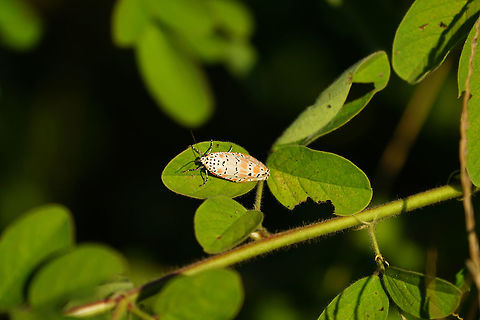 Bella moth (Utetheisa ornatrix)  Animal,Arthropod,Bella moth,Erebidae,Fall,Geotagged,Insect,Lepidoptera,Moth,Nature,United States,Utetheisa,Utetheisa ornatrix