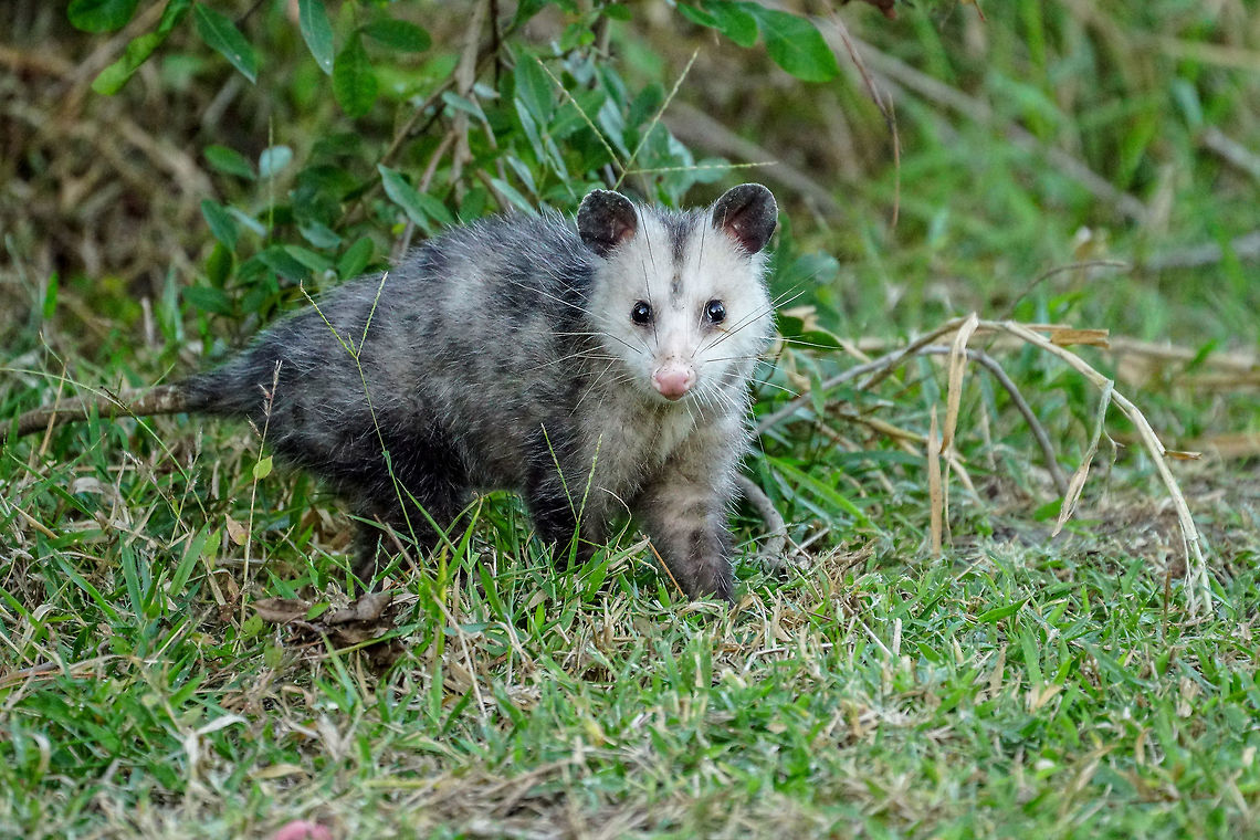 North American opossum (Didelphis virginiana)  Animal,Didelphidae,Didelphimorphia,Didelphis,Didelphis virginiana,Fall,Geotagged,Mammal,Marsupial,Nature,North American opossum,Opossum,United States,Vertebrate