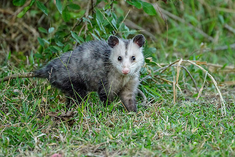 North American opossum