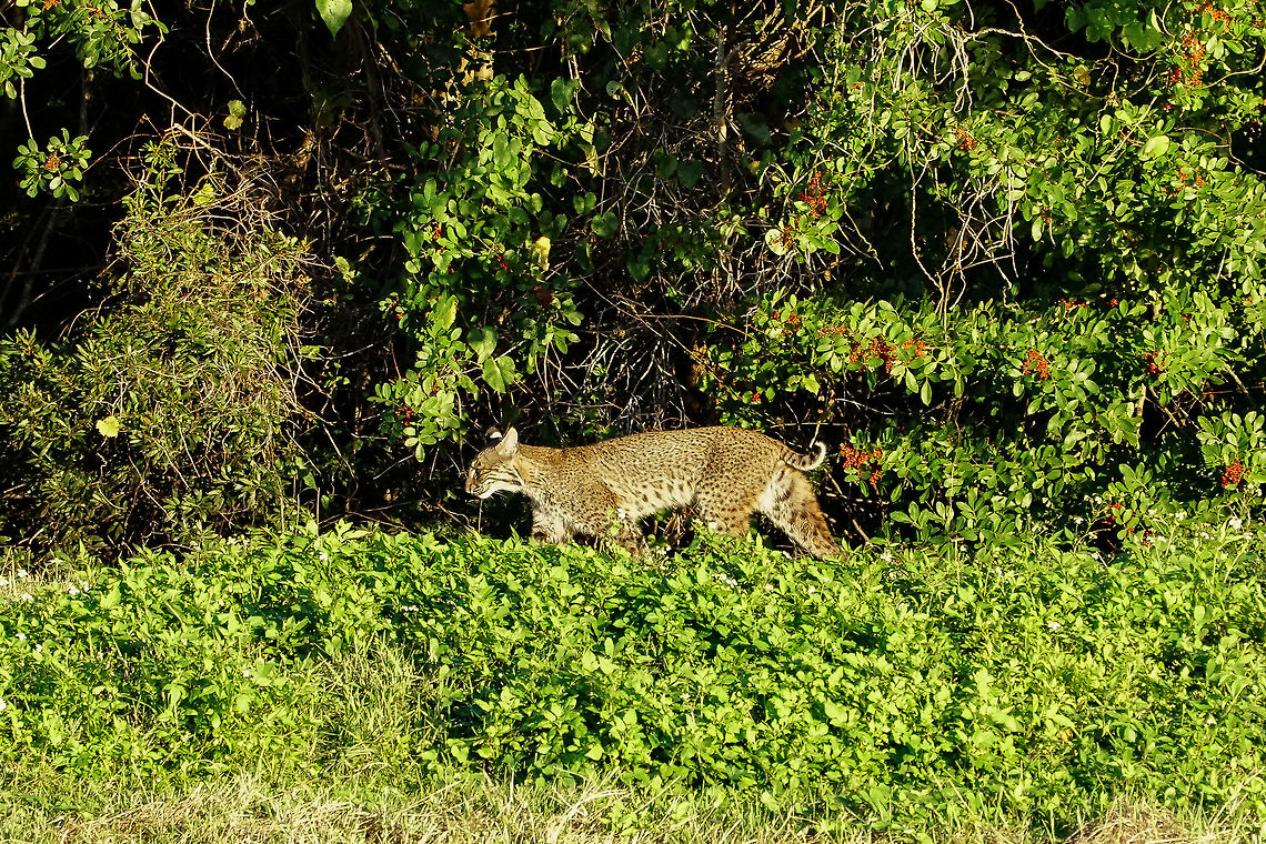 Bobcat (Lynx rufus)  Animal,Bobcat,Carnivora,Cat,Felidae,Geotagged,Lynx,Lynx rufus,Mammal,Nature,United States,Vertebrate,Winter