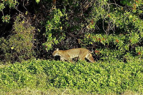 Bobcat (Lynx rufus)  Animal,Bobcat,Carnivora,Cat,Felidae,Geotagged,Lynx,Lynx rufus,Mammal,Nature,United States,Vertebrate,Winter