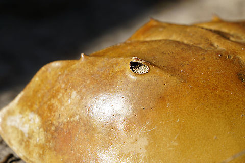 Atlantic Horseshoe Crab carapace eye (Limulus polyphemus)  Animal,Arthropod,Atlantic horseshoe crab,Geotagged,Horseshoe Crab,Limulidae,Limulus,Limulus polyphemus,Nature,United States,Winter,Xiphosura