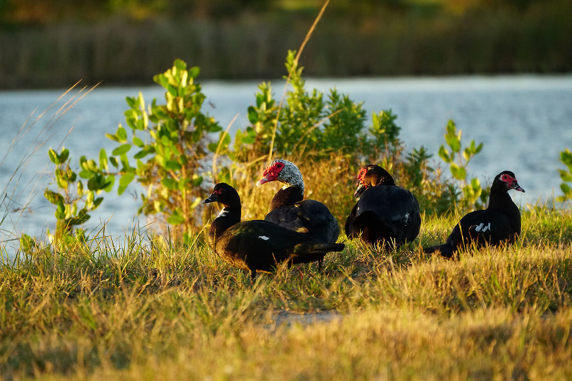 Muscovy Duck (Cairina moschata)  Anatidae,Animal,Anseriformes,Bird,Cairina,Cairina moschata,Duck,Geotagged,Muscovy duck,Nature,United States,Vertebrate,Winter